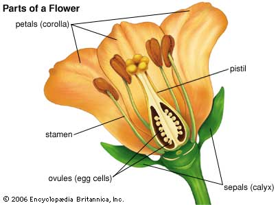 parts-of-a-flower.jpg