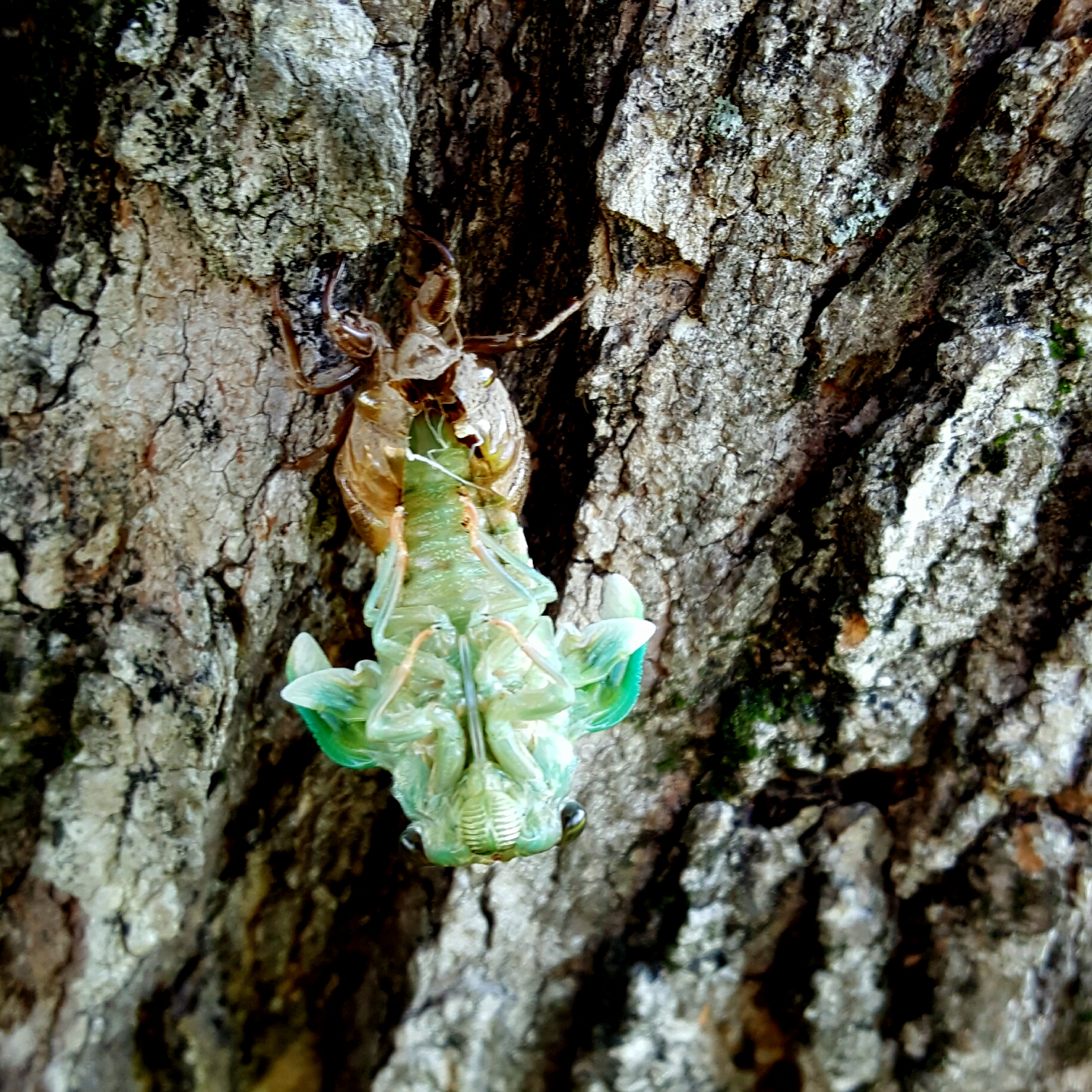 Exploring Cicadas! A Preschool STEAM Project – Stay-at-Home Science